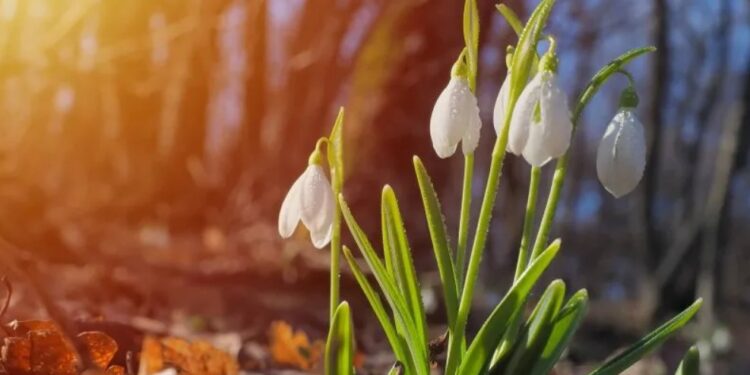 Синоптики рассказали, какой будет погода 6 марта