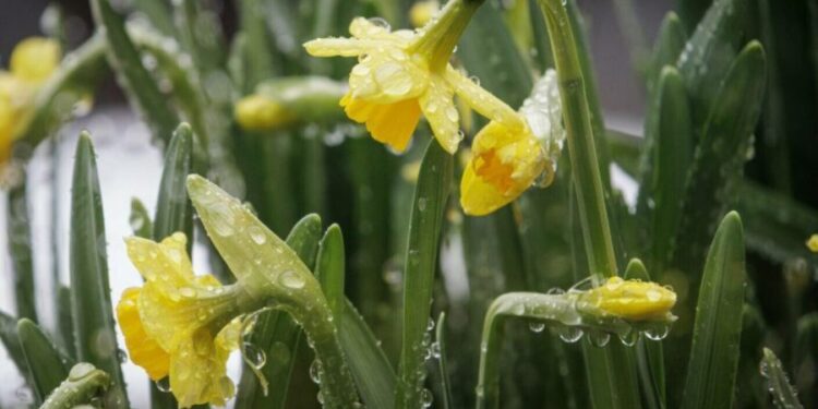 Метеорологи прогнозируют кратковременные дожди. Сколько градусов ожидается?