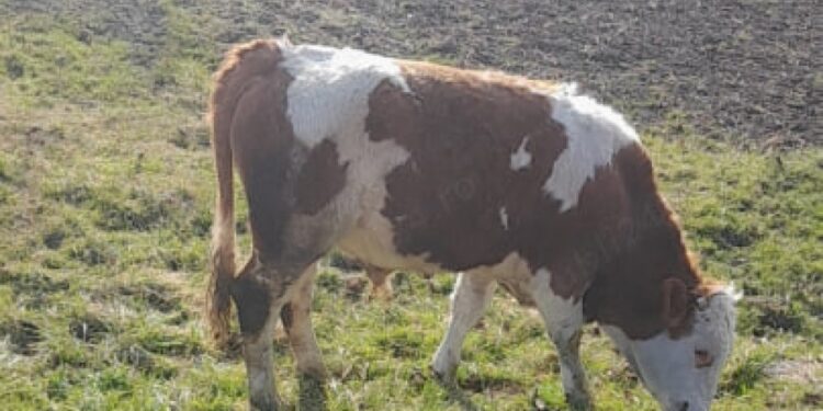 В Тараклии мужчина погиб после того, как его ударил теленок