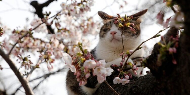 Синоптики рассказали, какой будет погода 28 марта в Молдове