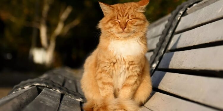 Какой будет погода в Молдове 11 марта