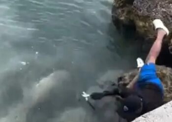 В США рыбак упал на акулу и чудом остался жив