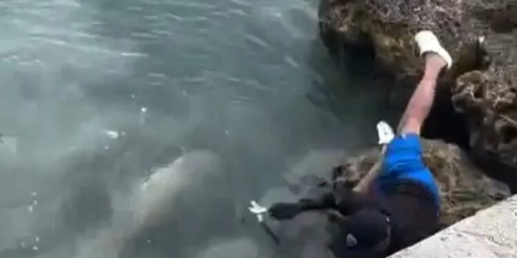 В США рыбак упал на акулу и чудом остался жив