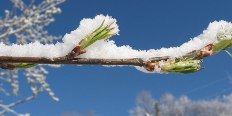 Рано радовались: на Молдову надвигаются заморозки