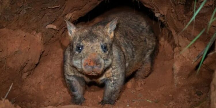 Мама бежала вдогонку: блогерша из США похитила детеныша вомбата в Австралии и взбудоражила сети