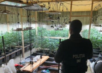 Trei bărbați reținuți pentru cultivarea marijuanei: 35 kg de droguri confiscate în urma a 10 percheziții