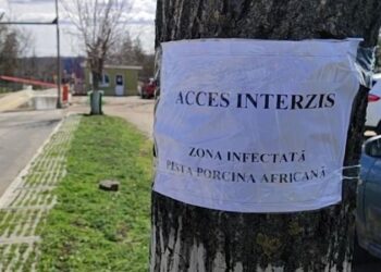 Focar de pestă porcină africană la o fermă din Roșcani: Măsuri urgente luate de autorități