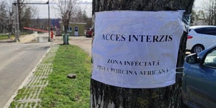 Focar de pestă porcină africană la o fermă din Roșcani: Măsuri urgente luate de autorități
