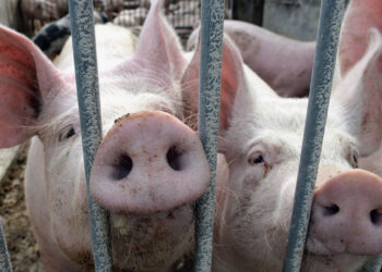 ANSA: Șase focare de pestă porcină au fost eradicate