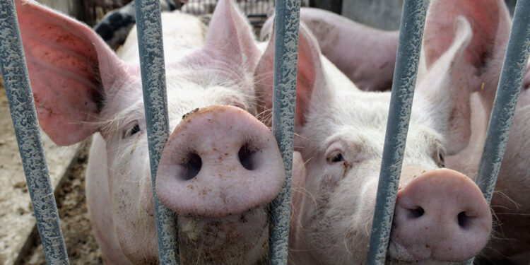 ANSA: Șase focare de pestă porcină au fost eradicate