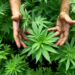 Prima autorizație pentru cultivarea cânepii industriale, eliberată