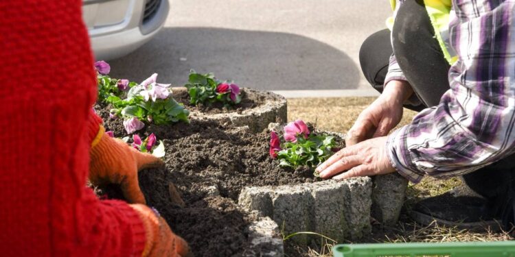 День рождения Илана Шора украсили тысячи фиалок в Оргееве