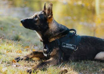 Noul centru chinologic al Poliției de Frontieră va îmbunătăți capacitățile de intervenție
