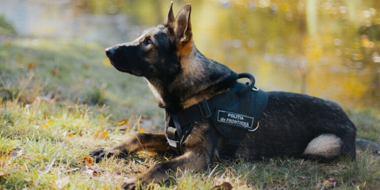 Noul centru chinologic al Poliției de Frontieră va îmbunătăți capacitățile de intervenție