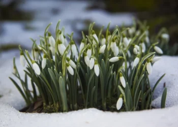 Prognoza meteo pentru 1 martie