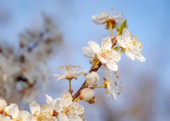 Temperaturile au crescut, cerul a rămas variabil