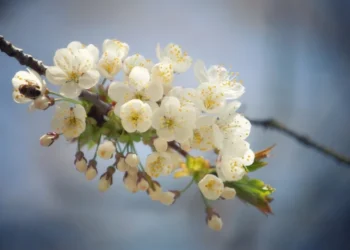 Meteorologii au anunțat temperaturi în creștere și cer variabil