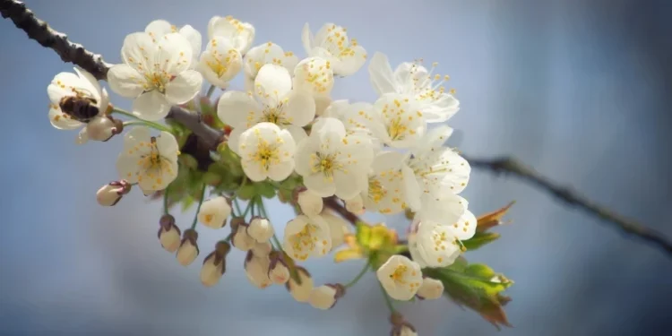 Meteorologii au anunțat temperaturi în creștere și cer variabil