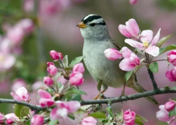 Temperaturi de până la +19°C astăzi, cu precipitații izolate