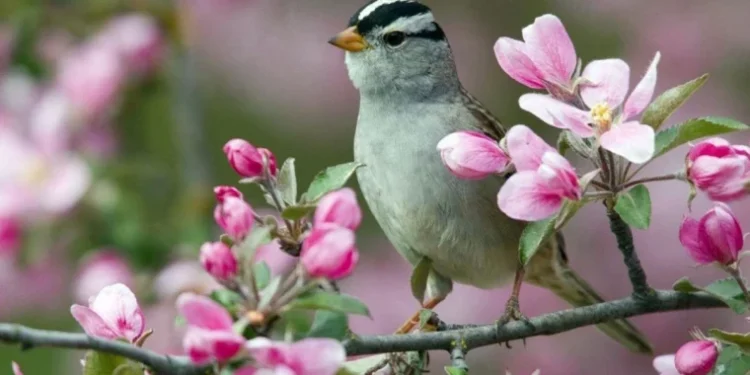 Temperaturi de până la +19°C astăzi, cu precipitații izolate