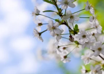 Meteo 25 Martie: Temperaturile Variază Între +13 și +20 °C