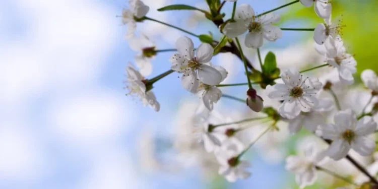 Meteo 25 Martie: Temperaturile Variază Între +13 și +20 °C