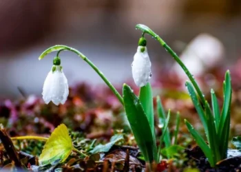 Prognoza vremii pentru începutul săptămânii