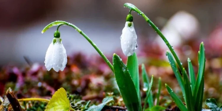 Prognoza vremii pentru începutul săptămânii