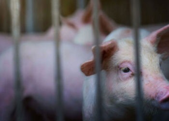 Pesta porcină la Roșcani: Mii de animale sacrificate