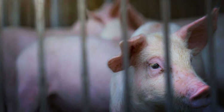 Pesta porcină la Roșcani: Mii de animale sacrificate