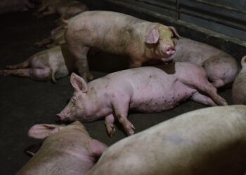 Власти уверяют, что захоронение свиней в Новых Аненах не окажет воздействия на жителей
