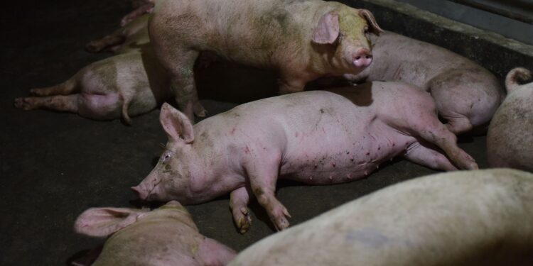 Власти уверяют, что захоронение свиней в Новых Аненах не окажет воздействия на жителей