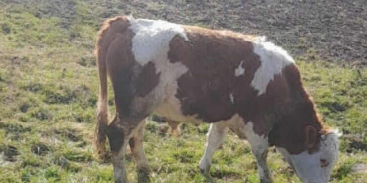 Bărbat de 64 de ani decedat după ce a fost lovit de un vițel în raionul Taraclia