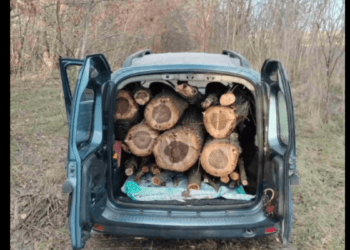 Defrișări ilegale în Taraclia: 106 copaci confiscați și dosare penale deschise