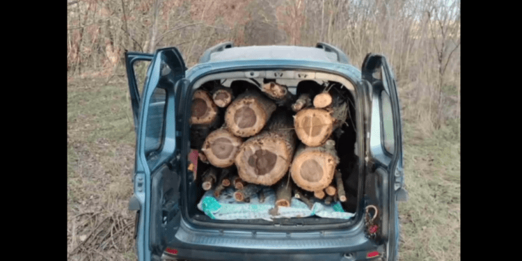 Defrișări ilegale în Taraclia: 106 copaci confiscați și dosare penale deschise