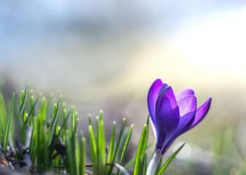 Zi de primăvară, cu temperaturi de 20°C și cer variabil