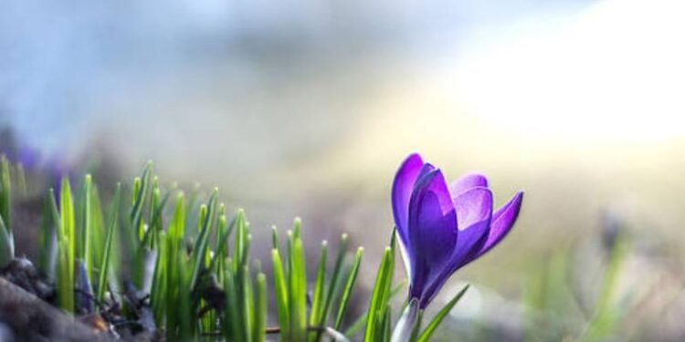 Zi de primăvară, cu temperaturi de 20°C și cer variabil