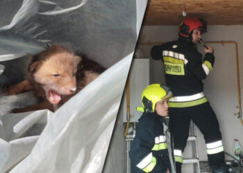 Salvatori IGSU eliberează un pui de vulpe blocat în podul unei case din Ursoaia