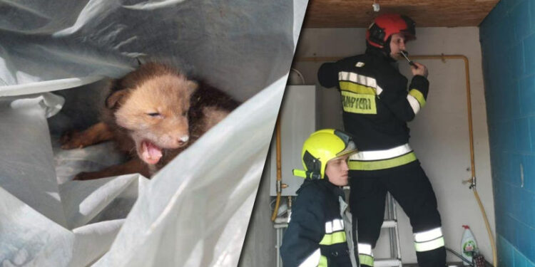 Salvatori IGSU eliberează un pui de vulpe blocat în podul unei case din Ursoaia