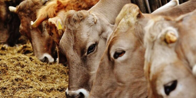 Молдова усиливает меры против ящура из-за вспышек заболевания