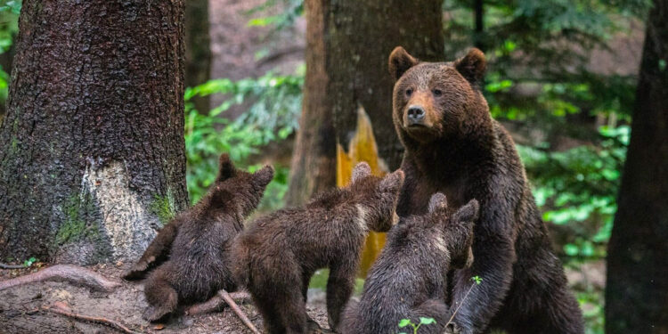 В Румынии намерены инициировать новые изменения в законодательство о медведях