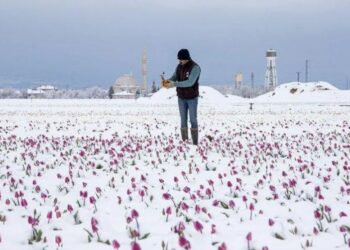 В Турции зафиксировали сильнейшие за 10 лет заморозки