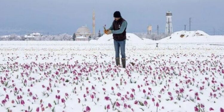 В Турции зафиксировали сильнейшие за 10 лет заморозки