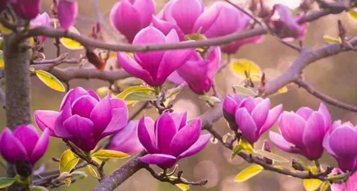 Весна вступает в свои права: синоптики прогнозируют до +22°C и переменную облачность