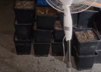 В Яловенах обнаружена лаборатория по производству наркотиков. Под подозрением пять человек