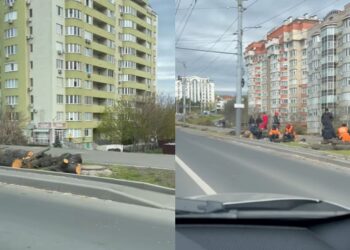 Вырубка деревьев на проспекте Ренаштерий. Примэрия Кишинёва дала разъяснения