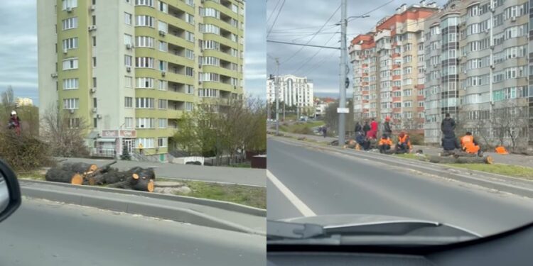 Вырубка деревьев на проспекте Ренаштерий. Примэрия Кишинёва дала разъяснения