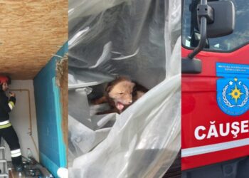 Лисёнок застрял на чердаке дома в Каушанах. Потребовалось вмешательство спасателей ГИЧС