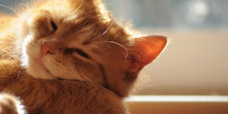 Спокойная и тёплая погода: сколько градусов покажут термометры сегодня