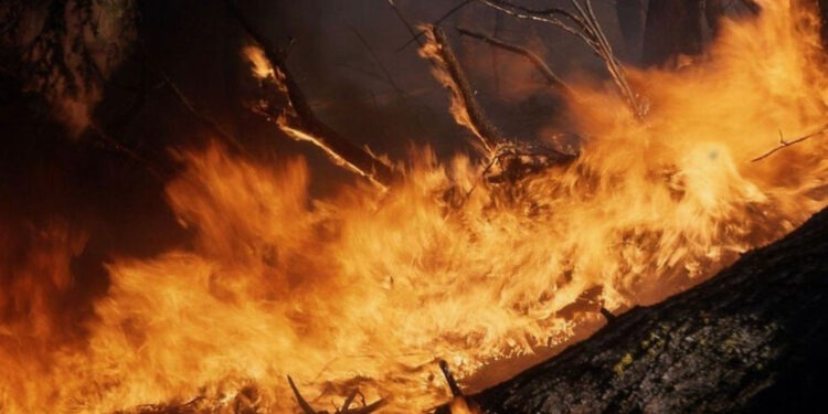 Три тысячи человек эвакуировали в Нью-Джерси из-за лесного пожара